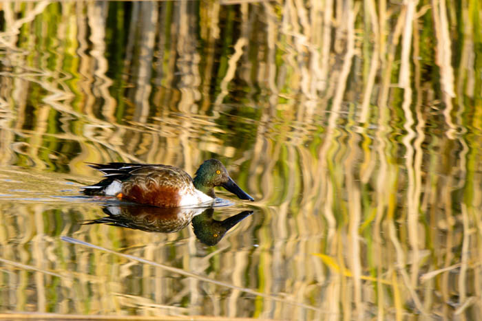 Northern Shoveler
